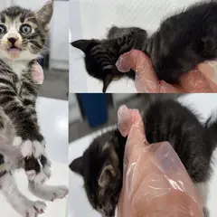 서산시 평행·전체·부분줄무늬 한국 고양이 성별 미상