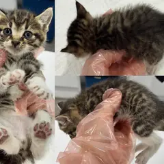 서산시 평행·전체·부분줄무늬 한국 고양이 성별 미상