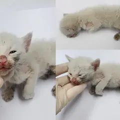 서산시 흰색 한국 고양이 암컷