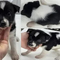 서산시 검정&흰색 믹스견 암컷