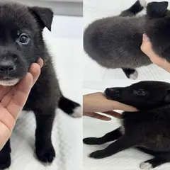 서산시 검정색 믹스견 수컷