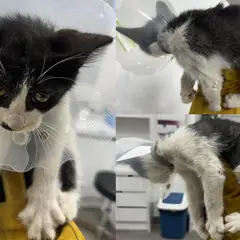 서산시 흰색/검은색 얼룩무늬 한국 고양이 수컷