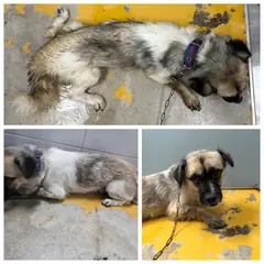 논산시 갈색&검정&흰색 믹스견 수컷