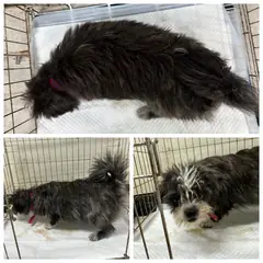 논산시 검정&흰색 믹스견 암컷