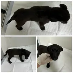 논산시 검정색 믹스견 암컷