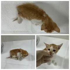 논산시 레몬색&흰색 한국 고양이 수컷