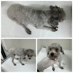논산시 회색 푸들 수컷