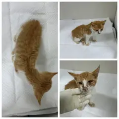 논산시 레몬색&흰색 한국 고양이 수컷