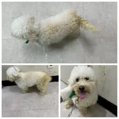 논산시 흰색 비숑 프리제 수컷
