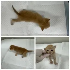 논산시 레몬색&흰색 한국 고양이 수컷