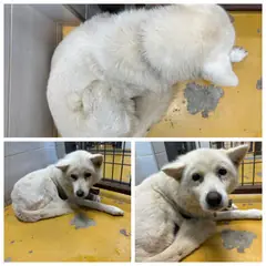 논산시 흰색 믹스견 암컷