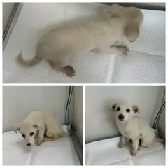 논산시 흰색 믹스견 암컷