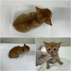논산시 레몬색&흰색 한국 고양이 수컷