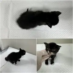 논산시 흰색/검은색 얼룩무늬 한국 고양이 암컷