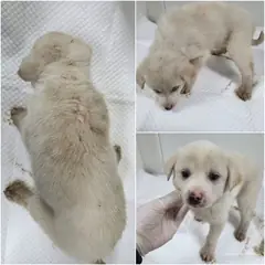 논산시 흰색 믹스견 수컷