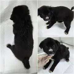 논산시 검정&흰색 믹스견 수컷