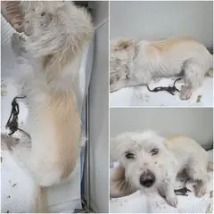 논산시 흰색 믹스견 암컷