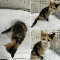 논산시 검은색흰색황토색조합 한국 고양이 암컷