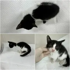 논산시 흰색/검은색 얼룩무늬 한국 고양이 수컷