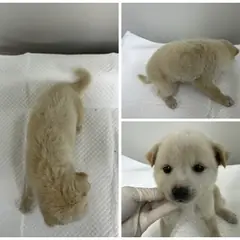 논산시 갈색&흰색 믹스견 수컷