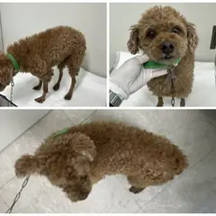 논산시 갈색 푸들 수컷