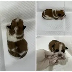 논산시 검정 황갈색&흰색 믹스견 수컷