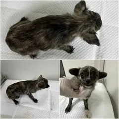 논산시 갈색&검정&흰색 믹스견 수컷