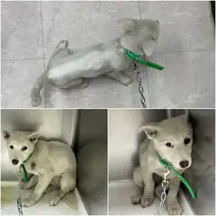 논산시 흰색 믹스견 암컷