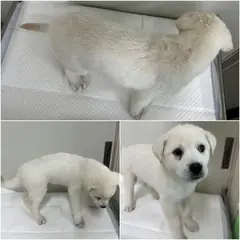 논산시 흰색 믹스견 수컷