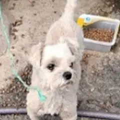 금산군 흰색 말티즈 수컷
