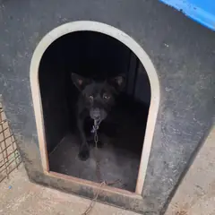 금산군 검정색 믹스견 암컷