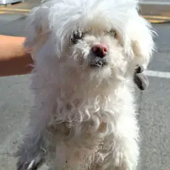 금산군 흰색 말티즈 암컷