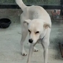 금산군 흰색 믹스견 암컷