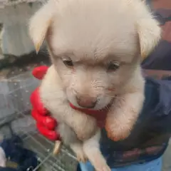 금산군 흰색 믹스견 암컷