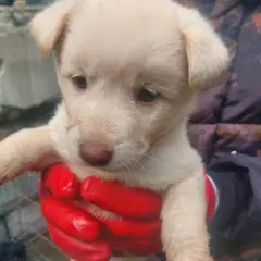 금산군 흰색 믹스견 암컷
