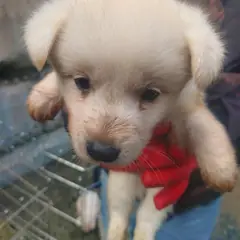금산군 흰색 믹스견 수컷
