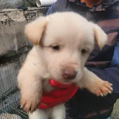금산군 흰색 믹스견 수컷