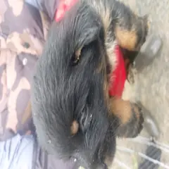 금산군 검정색 믹스견 수컷