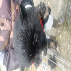 금산군 검정색 믹스견 수컷