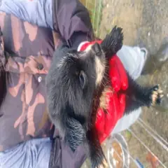 금산군 검정색 믹스견 암컷