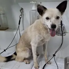 부여군 흰색 믹스견 암컷