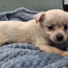 부여군 흰색 믹스견 수컷