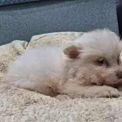 부여군 흰색 믹스견 수컷