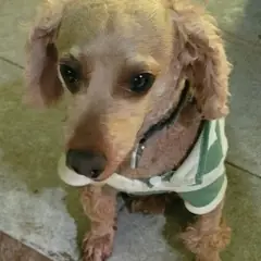 서천군 갈색 푸들 수컷