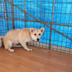 청양군 흰색 믹스견 수컷