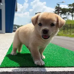 홍성군 갈색 믹스견 수컷
