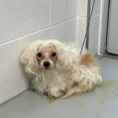 홍성군 흰색 푸들 수컷