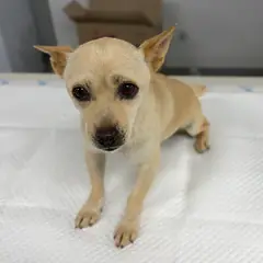 홍성군 크림색 믹스견 암컷
