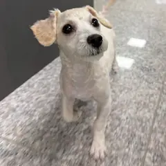홍성군 흰색 믹스견 암컷