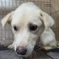 예산군 흰색 믹스견 수컷